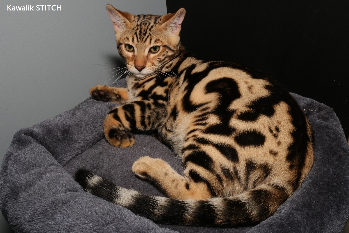 BENGAL MARBRE